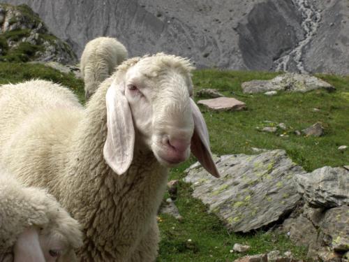 two sheep standing on a field of grass at Alpinchalet Ortler in Solda