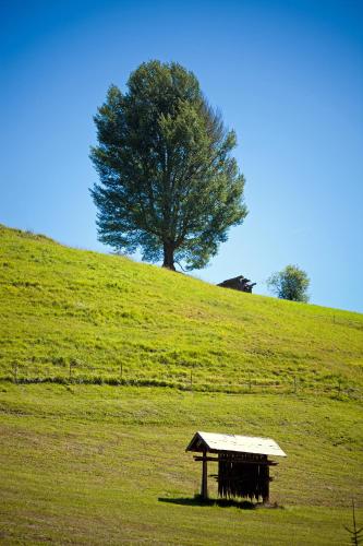 a tree on top of a hill with a shed at Hotel Garni Zerzer in Serfaus