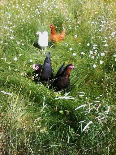 three chickens standing in the grass in a field at L'autre Monde Chambres D'hôtes in Faverolles