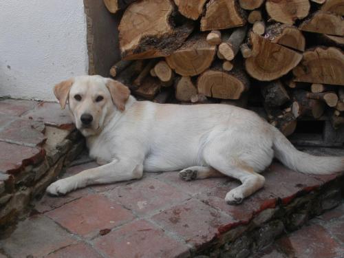 a dog laying on the ground next to a pile of wood at Locanda La Rosa in Pauli Arbarei