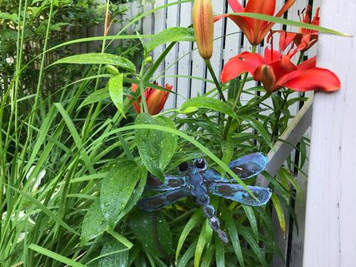 Dragonfly Guest House – Kuvat 5