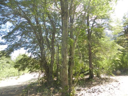 a tree in the middle of a sandy field at Cabañas en Termas de Chillán in Recinto