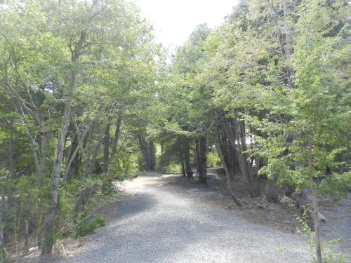 a dirt road through a forest of trees at Cabañas en Termas de Chillán in Recinto