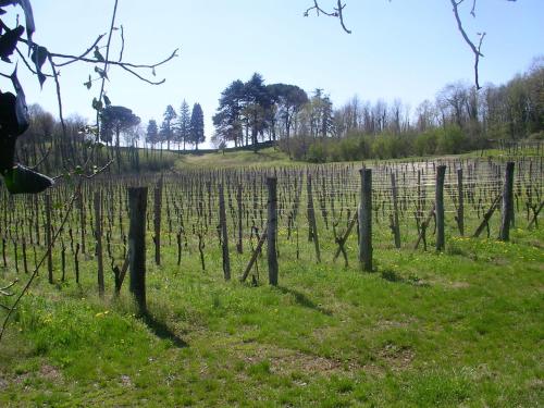 a vineyard with rows of vines in a field at B&B Emma in Torreano