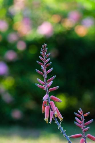 a close up of a purple flower on a plant at Seasons Lodge Zanzibar in Pongwe
