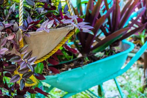 a plant in a pot hanging from a wheelbarrow at Seasons Lodge Zanzibar in Pongwe
