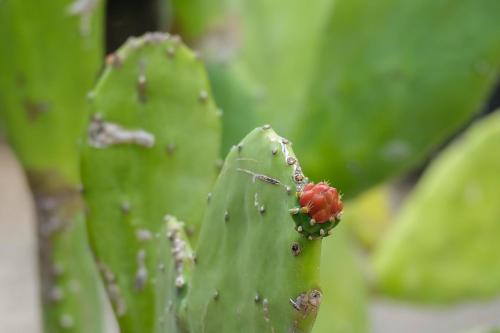 a green leaf with a red beetle on it at Seasons Lodge Zanzibar in Pongwe