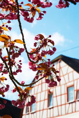 a tree with pink flowers in front of a building at Hotel Reiler Hof in Reil