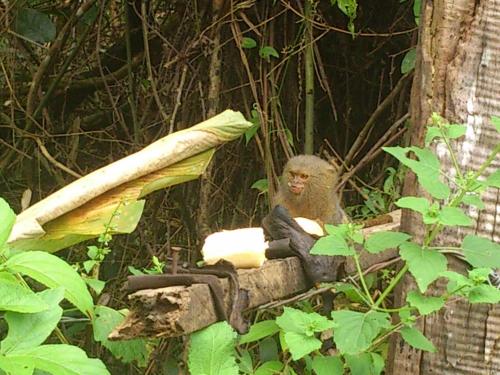a monkey sitting on a tree stump in the woods at Flor de la selva in Puerto Nariño