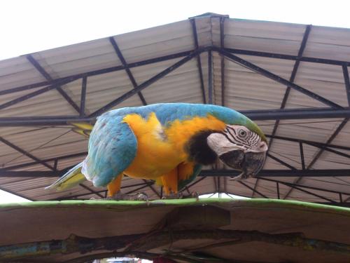a blue and yellow bird perched on top of a roof at Flor de la selva in Puerto Nariño