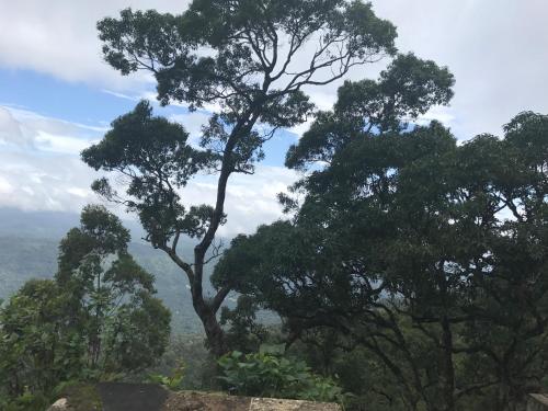 a group of trees on top of a hill at 31st December Farms And Estates Munnar in Munnar