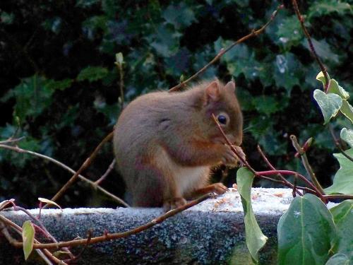 a small squirrel sitting on top of a branch at Loch Leven Hotel & Distillery in Glencoe