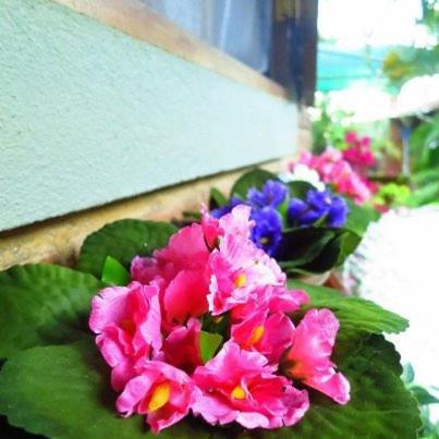 a bunch of colorful flowers in front of a window at Pousada Romântica Serra da Mata in Penedo