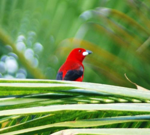 a red bird sitting on top of a green leaf at Pousada Romântica Serra da Mata in Penedo
