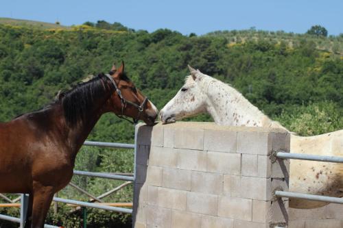 two horses are looking over a concrete wall at Agriturismo Fattoria di Monticello in San Venanzo