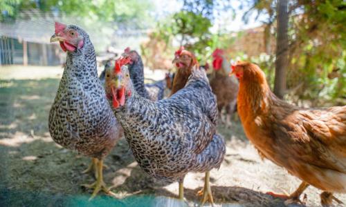 a group of chickens standing next to each other at Panorama B&B in Ptuj
