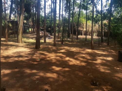 a wooded area with a lot of trees at Mamba Village Kisumu in Kisumu