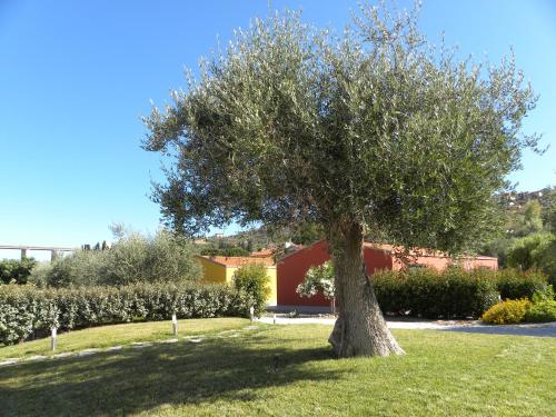 a tree sitting in the grass in a field at ReBi Village in Imperia
