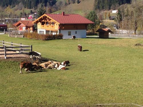a group of cows laying in a field in front of a house at Heisshof in Schladming