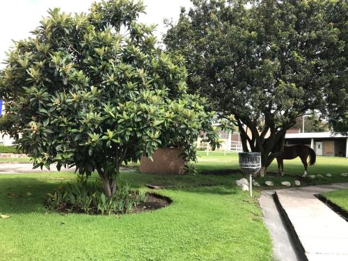 a horse standing in a yard next to two trees at Hotel Ojo de Agua in Ciudad Hidalgo