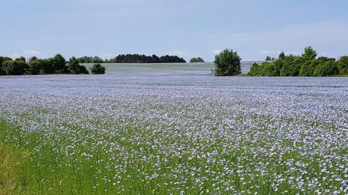 a field full of purple flowers in a field at Guesthouse Biolleke in Boutersem