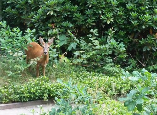 ホテルの敷地内または近くにいる動物