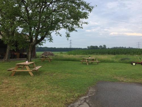 two picnic tables in a field with a tree at B&B Erve ten Dam in Ambt Delden