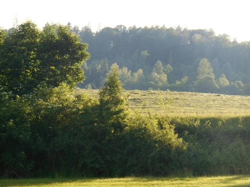 a tree in the middle of a field at Ubytovani U babicky in Velké Losiny