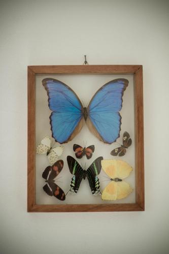 a picture of butterflies in a frame on a wall at Przyjazne mieszkanie na Starym Miescie in Gniezno