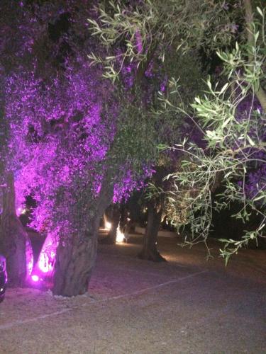 a tree decorated with purple flowers at night at Apollo in Mattinata