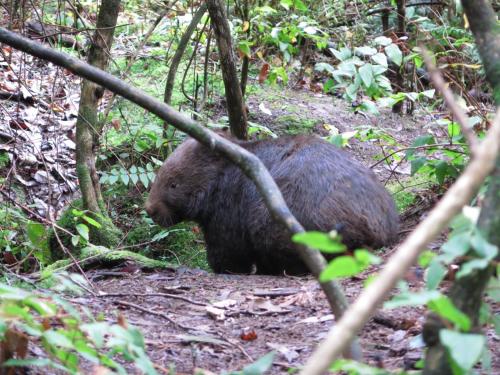 a large brown bear walking in the woods at Paradiso Kinglake in Kings Lake East