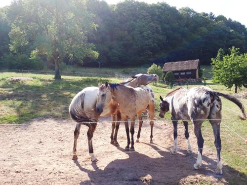 Gîte du Windstein – Photos 5