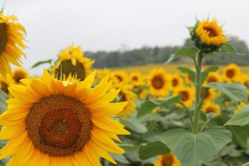 a sunflower in a field of sunflowers at residence la Salamandre kamers in Rabastens