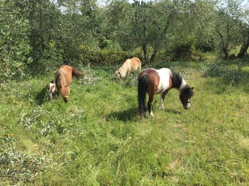 Altri animali domestici presso l'agriturismo o nei dintorni