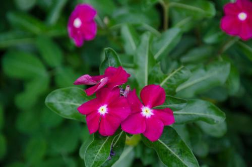 a group of pink flowers with green leaves at Hospedaje la Glorieta in Santa Fe de Antioquia