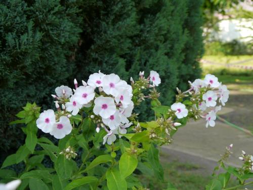 a bunch of white flowers with pink centers at Ferienwohnung im Neubauernweg 3 in Hoppegarten
