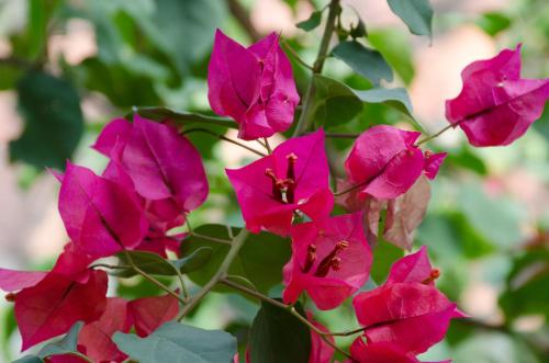a group of pink flowers on a plant at Hospedaje la Glorieta in Santa Fe de Antioquia