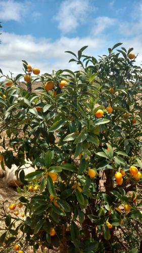 an orange tree with lots of oranges on it at Vinofilia Wine Country Inn in Valle de Guadalupe