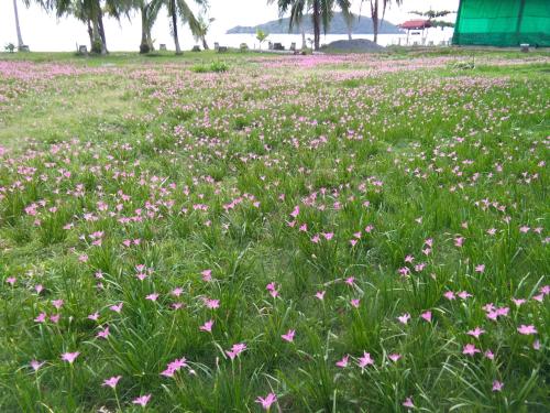 a field of pink flowers in a field of grass at Happy Days Resort in Ko Mak