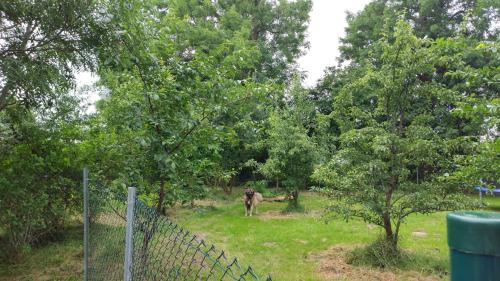 a elephant standing in a field near some trees at Fewo Bendig in Neuendorf-Sachsenbande