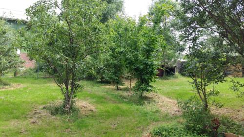 a group of trees in a field of grass at Fewo Bendig in Neuendorf-Sachsenbande