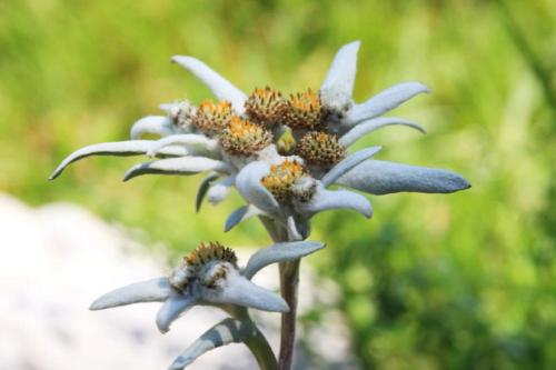 a close up of a white flower with yellowrences at PLANINSKA KOČA NA GOZDU in Kranjska Gora