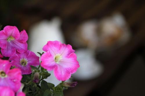 a bunch of pink flowers in a vase at B&B Villa Dalegno in Temù