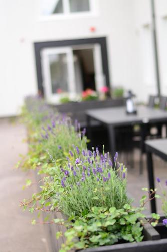 a row of plants with purple flowers on a patio at Alkoven Logi in Ullared