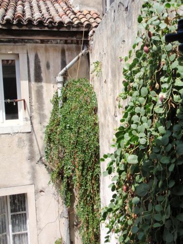 a plant growing on the side of a building at Malena Palace Experience in Split
