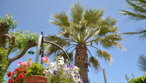 a palm tree and flowers in front of a palm tree at Ansise Guest House in Noto Marina