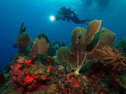 a diver in the ocean looking at a coral reef at Oualie Beach Resort in Nevis