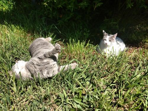 Thú nuôi lưu trú tại Cabañas y Hospedaje Parque los Volcanes