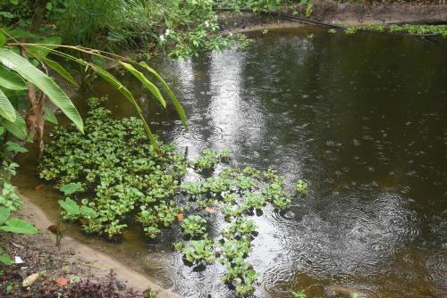 a stream of water with green plants in the foreground at Marari Bethsaida Homestay in Shertallai