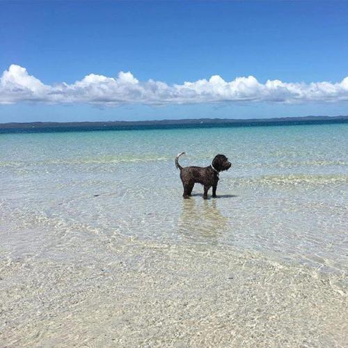a dog standing in the water on a beach at Torquay Terrace Bed & Breakfast in Hervey Bay